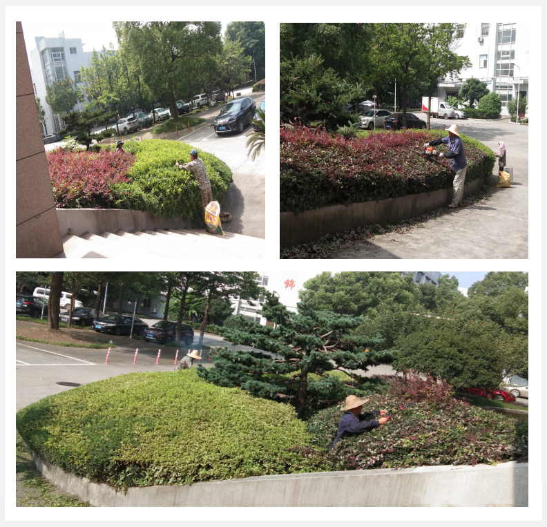 美化绿化，我们在行动      