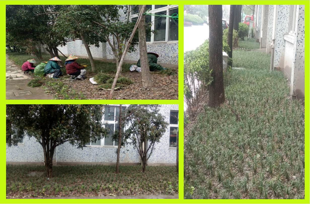 种植绿化，美化坏境